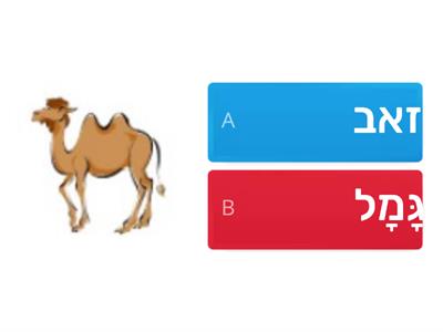   בעלי חיים