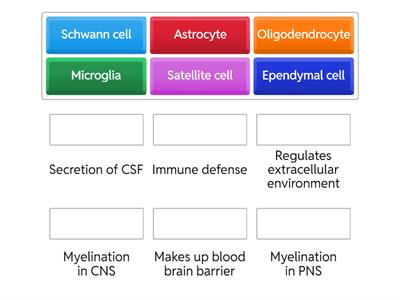 Nervous System Cells