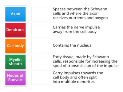 VNSA3-2.5 Parts of the neuron FUNCTIONS