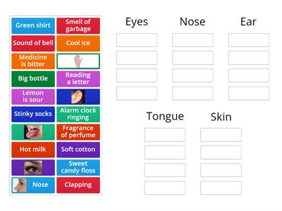 Sense Organs Sorting Game