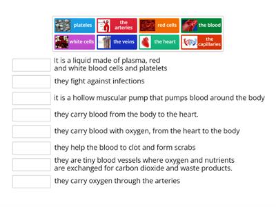 CIRCULATORY SYSTEM