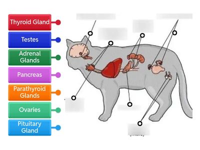 Endocrine System