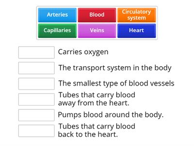 Circulatory System