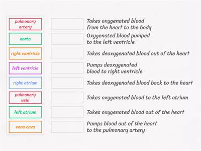 Circulatory System