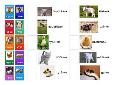 Domácí zvířata a jejich mláďata - JR