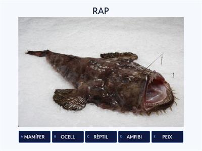 ANIMALS VERTEBRATS... QUIN TIPUS?