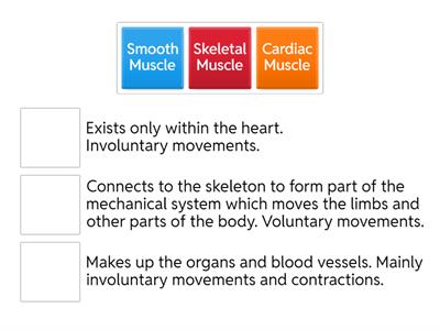 Muscle types