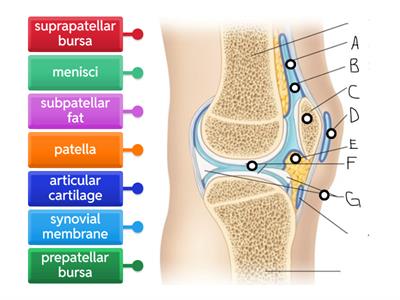 Knee joint