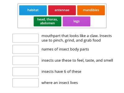 Insect Vocabulary 1