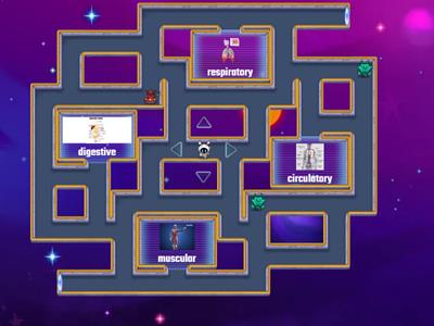 Maze Chase Human Body Systems