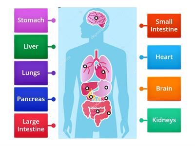 Human Organs