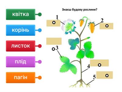 Вища рослина 