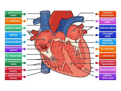 Heart Diagram