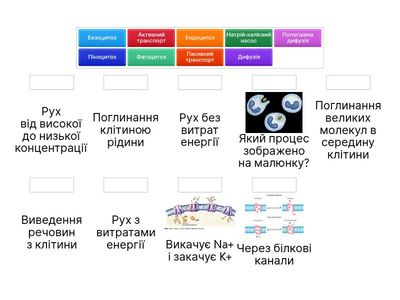  Мембранний транспорт у клітині 9 клас