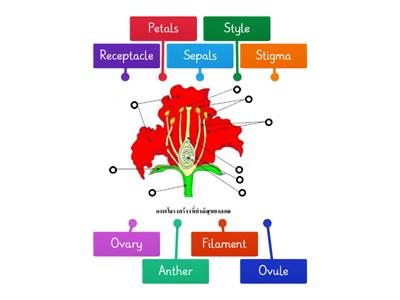 ส่วนประกอบของดอกไม้ ม.5/1