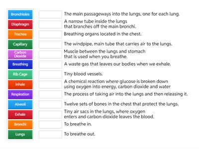 Grade 5 Respiratory System