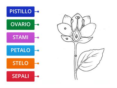 LE PARTI DEL FIORE