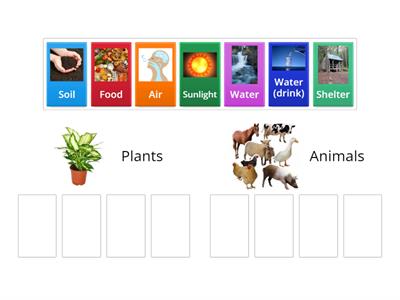 Plant and Animal Needs
