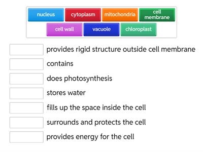 Parts of the cell (organelles and their functions)