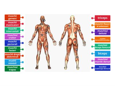 Sistemul muscular (clasa a 7-a)