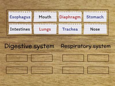 DIGESTIVE SYSTEM VS RESPIRATORY SYSTEM