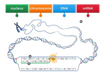 transcription labeling