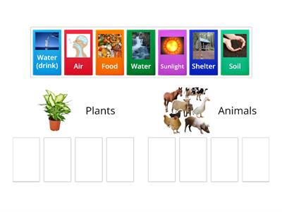 Plant and Animal Needs