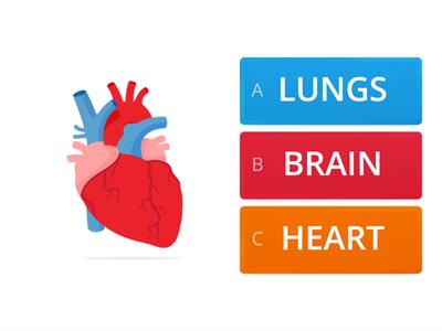 CIRCULATORY SYSTEM