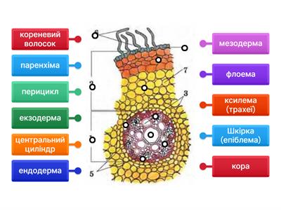 Анатомія кореня