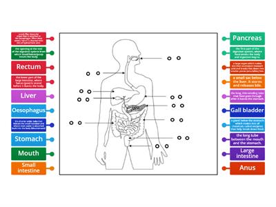 Digestive System