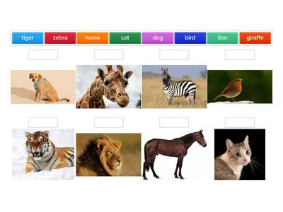 Match the animals with their names 