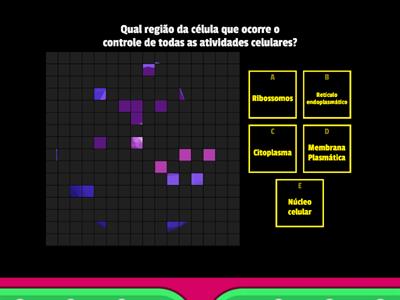 Organelas e suas funções.