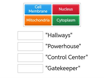  Animal Cell Organelles: Nicknames