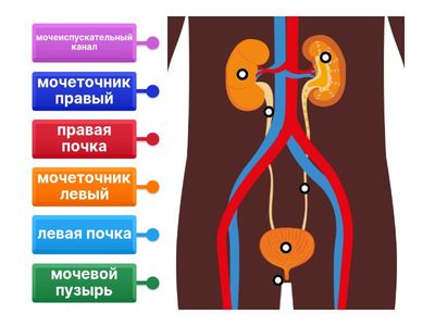Выделительная система человека - 4 кл