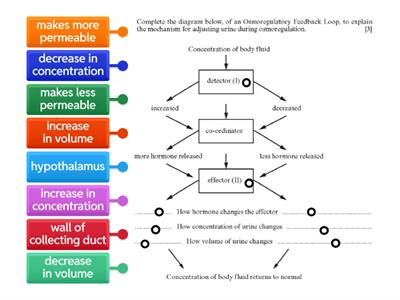 Nephron (kidney) and ADH