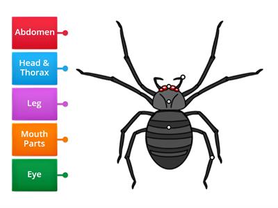 Parts of an Insect (Spider)