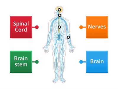 Nervous System 