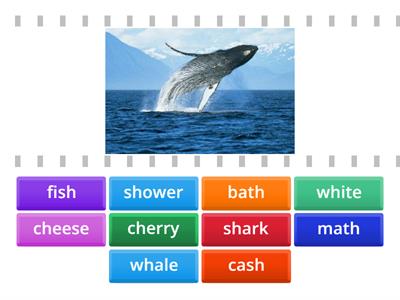 Digraphs (sh, ch, th, wh)