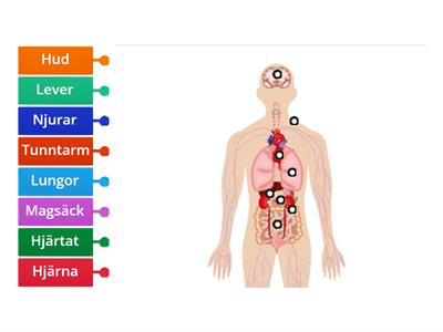 Sätta ut organ