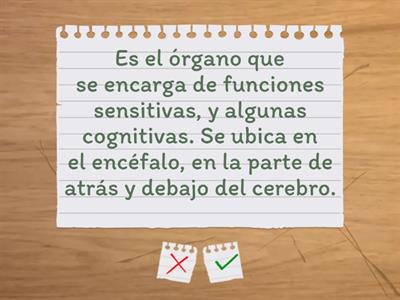 ¿Conoces tu cerebro? 