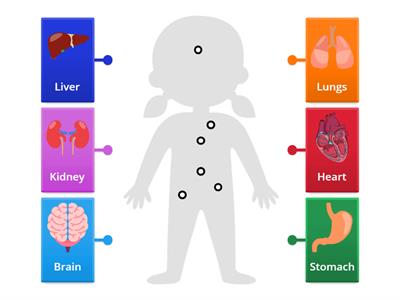 Functions of major body systems