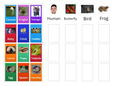 Frog, human, butterfly or bird Life Cycle?