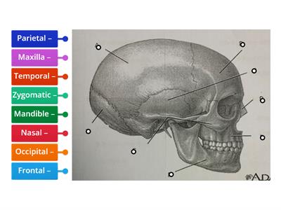 Skull A&P P1 