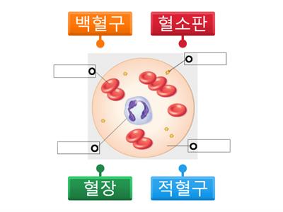 혈액의 구성