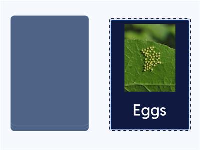 Cycle life of butterfly