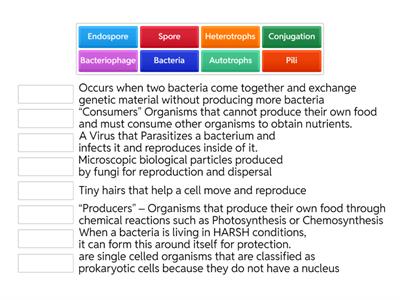 Viruses, Bacteria, Protists, & Fungi