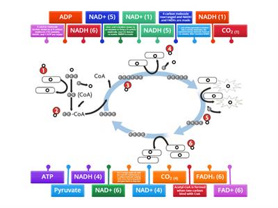 CAX KS5 IAL Biology Krebs Cycle