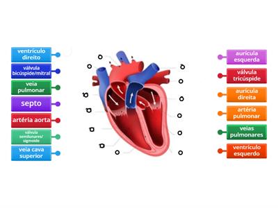 Sistema cardiovascular 