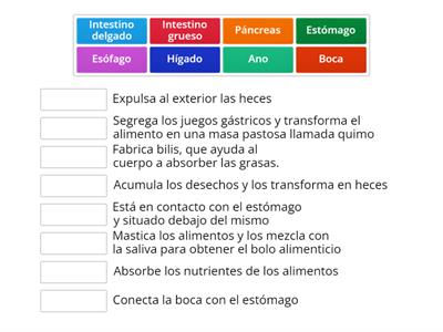 Las partes del aparato digestivo y su función