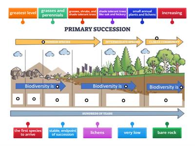 Primary Succession